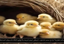سعر الكتكوت الابيض اليوم