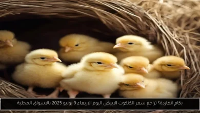 سعر الكتكوت الابيض اليوم