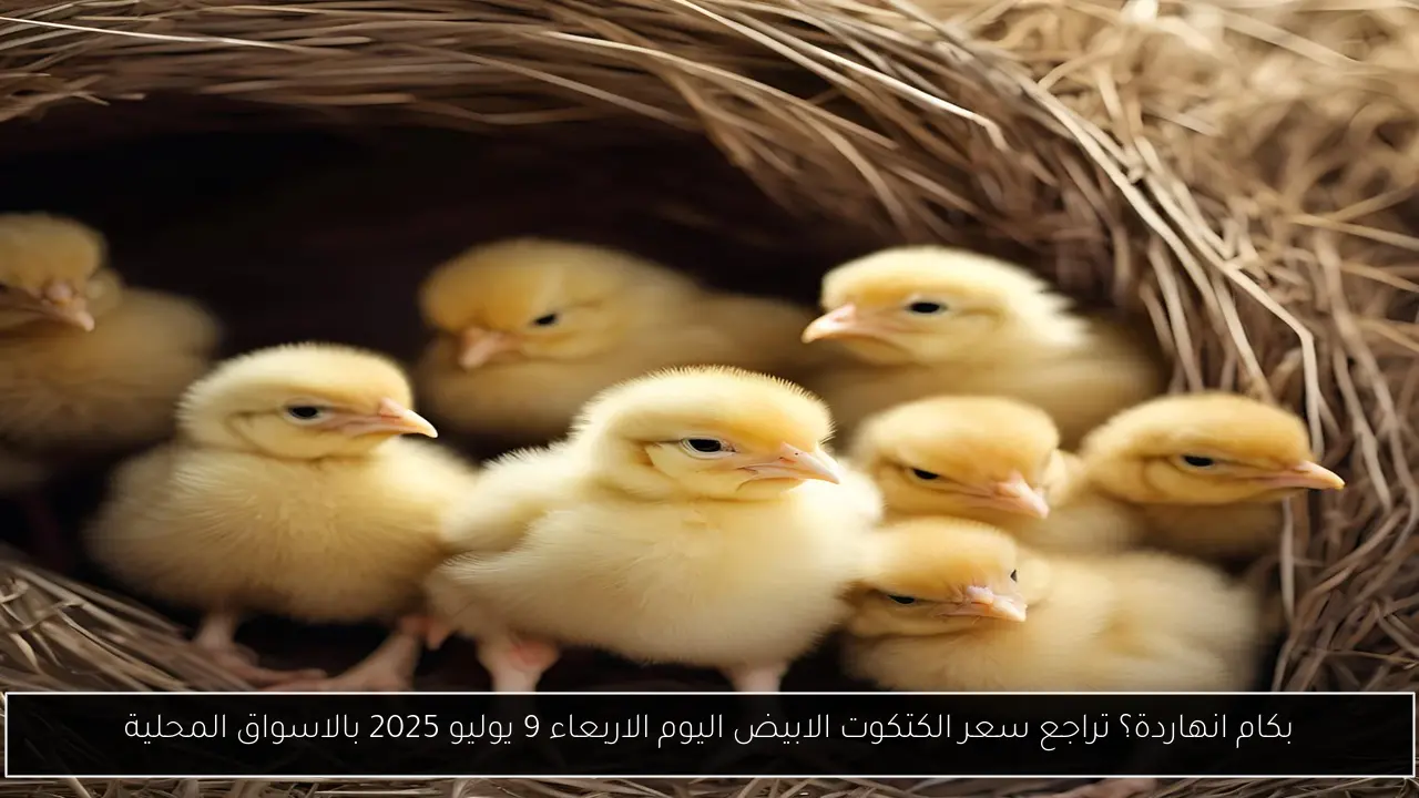 سعر الكتكوت الابيض اليوم