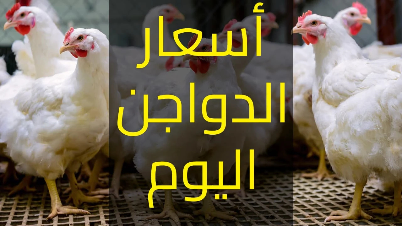 أسعار الفراخ البيضاء