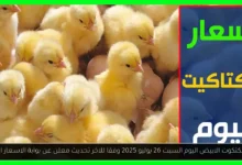 سعر الكتكوت الابيض اليوم