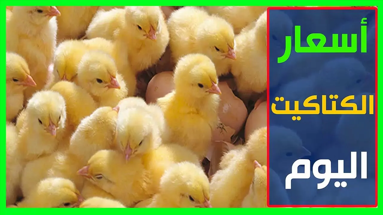 سعر الكتكوت الابيض اليوم
