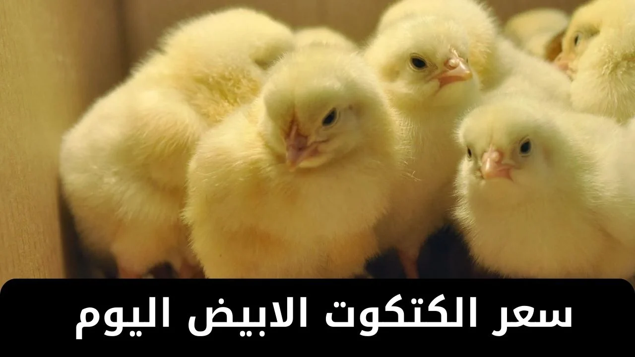 سعر الكتكوت الأبيض اليوم عمر يوم