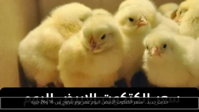سعر الكتكوت الأبيض اليوم عمر يوم