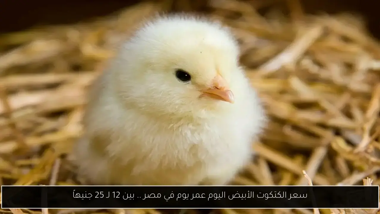 سعر الكتكوت الأبيض اليوم عمر يوم