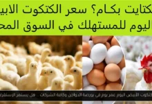 سعر الكتكوت الأبيض اليوم عمر يوم