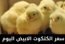 سعر الكتكوت الابيض اليوم في مصر