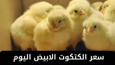 سعر الكتكوت الابيض اليوم في مصر