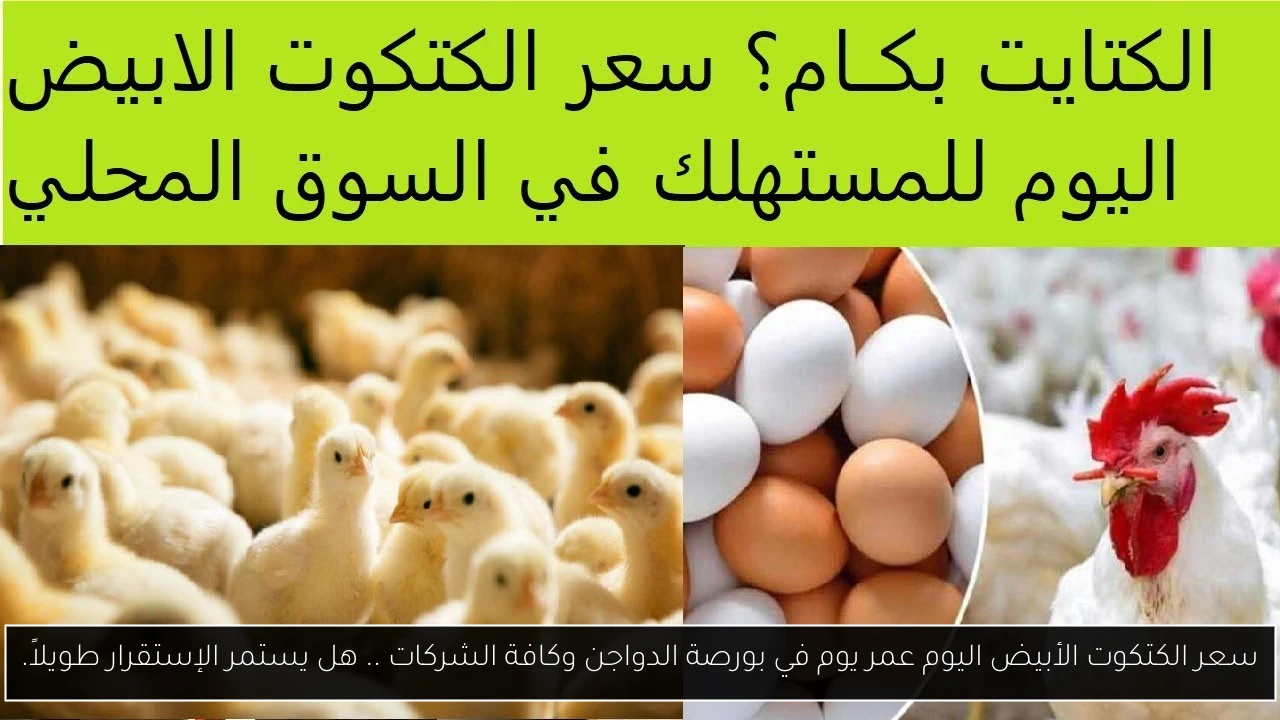 سعر الكتكوت الأبيض اليوم عمر يوم