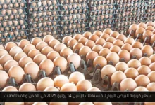 سعر كرتونة البيض اليوم للمستهلك