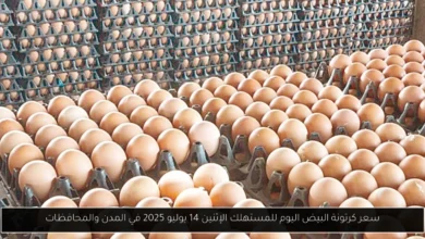 سعر كرتونة البيض اليوم للمستهلك