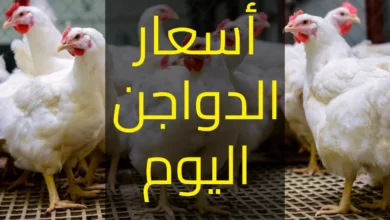 اسعار الفراخ البيضاء اليوم في مصر