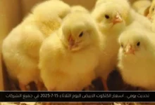 اسعار الكتكوت الابيض اليوم