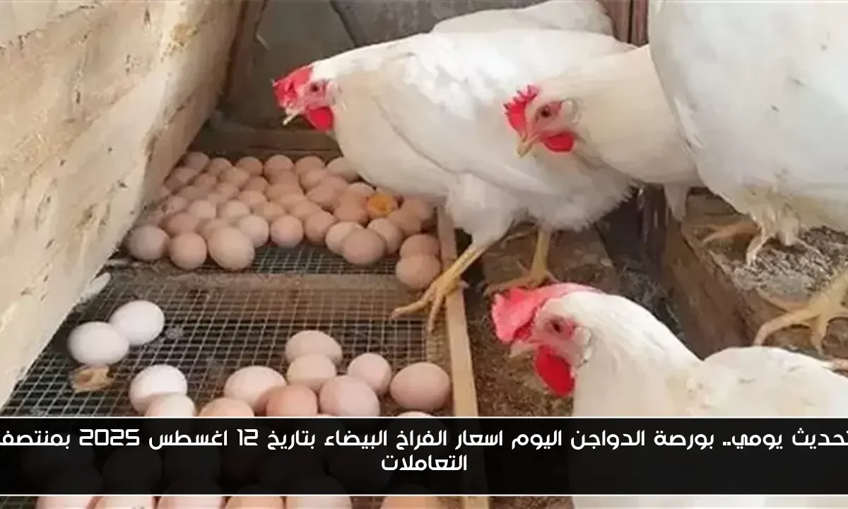 تحديث يومي.. بورصة الدواجن اليوم اسعار الفراخ البيضاء بتاريخ 12 اغسطس 2025 بمنتصف التعاملات