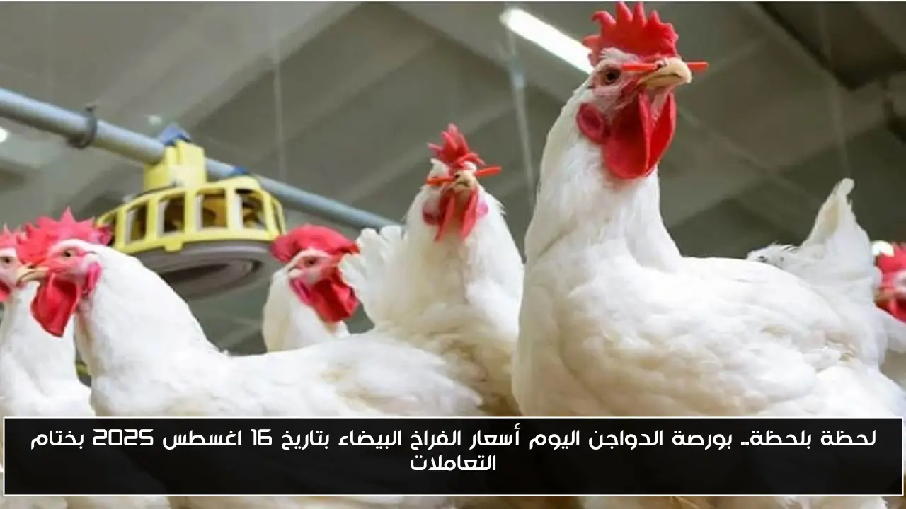 لحظة بلحظة.. بورصة الدواجن اليوم أسعار الفراخ البيضاء بتاريخ 16 اغسطس 2025 بختام التعاملات
