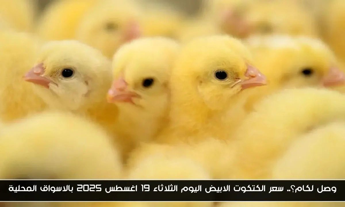 وصل لكام؟.. سعر الكتكوت الابيض اليوم الثلاثاء 19 اغسطس 2025 بالاسواق المحلية