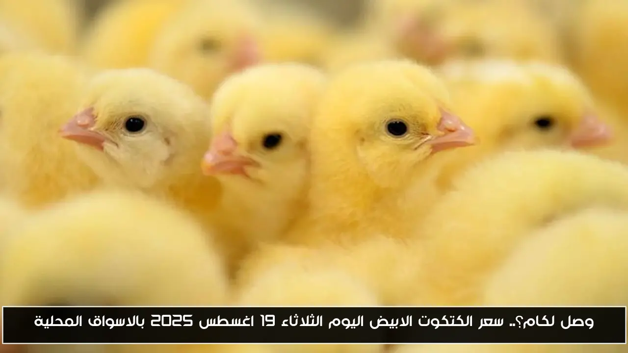 وصل لكام؟.. سعر الكتكوت الابيض اليوم الثلاثاء 19 اغسطس 2025 بالاسواق المحلية