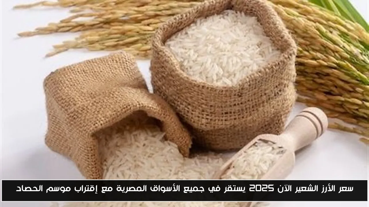 “بآخر تحديث” .. سعر الأرز الشعير الآن 2025 يستقر في جميع الأسواق المصرية مع إقتراب موسم الحصاد