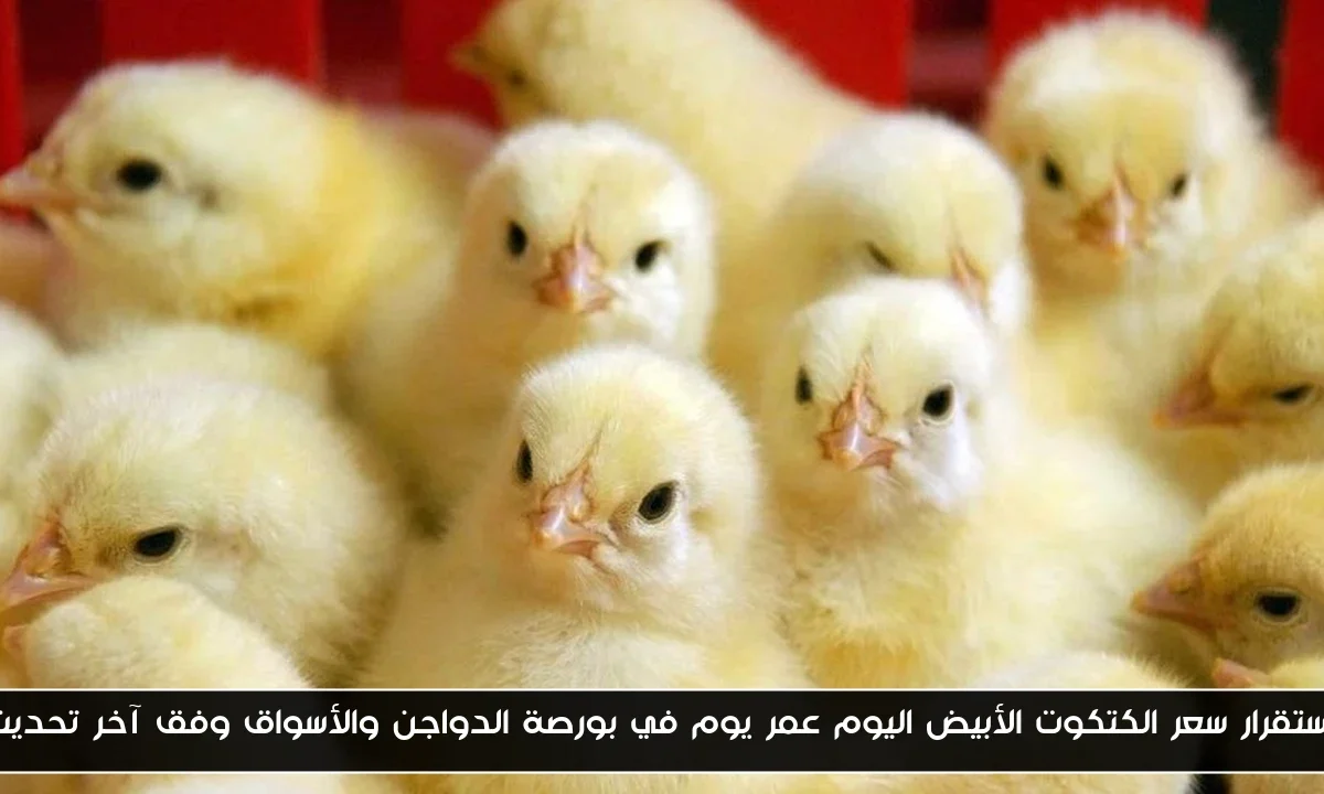 إستقرار سعر الكتكوت الأبيض اليوم عمر يوم في بورصة الدواجن والأسواق وفق آخر تحديث