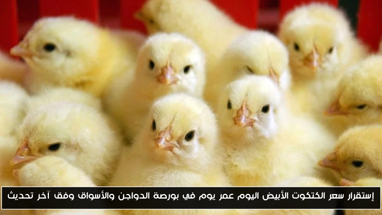 إستقرار سعر الكتكوت الأبيض اليوم عمر يوم في بورصة الدواجن والأسواق وفق آخر تحديث