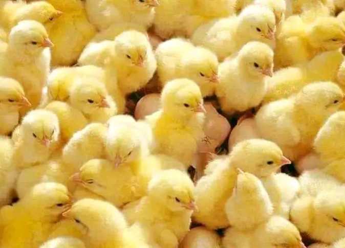 سعر الكتكوت الابيض اليوم عمر يوم