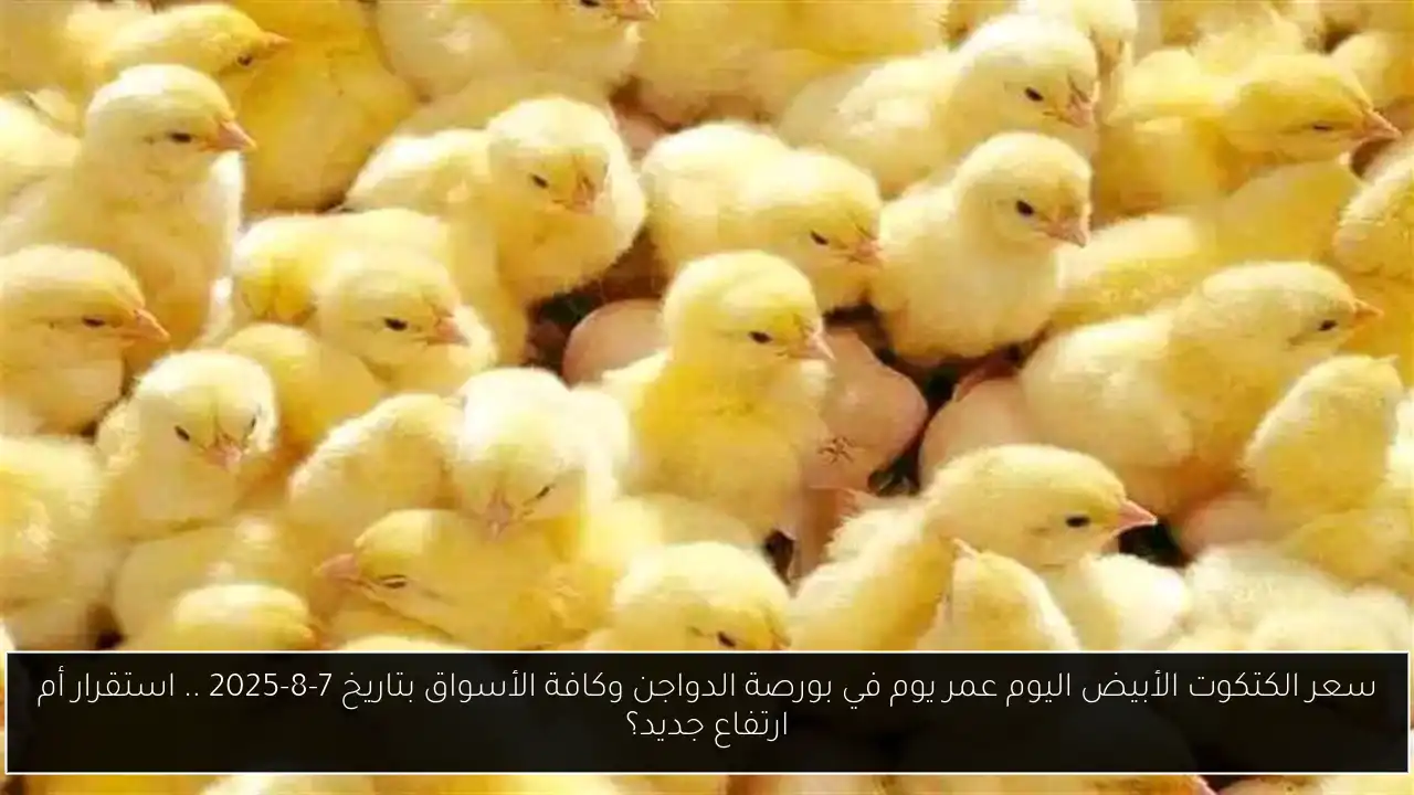 سعر الكتكوت الأبيض اليوم عمر يوم
