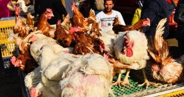 بورصة الدواجن اليوم أسعار الفراخ البيضاء
