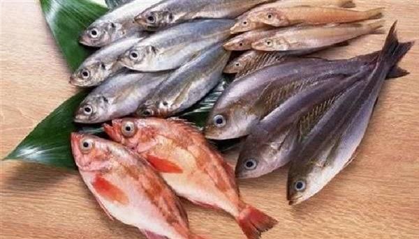 اسعار السمك اليوم
