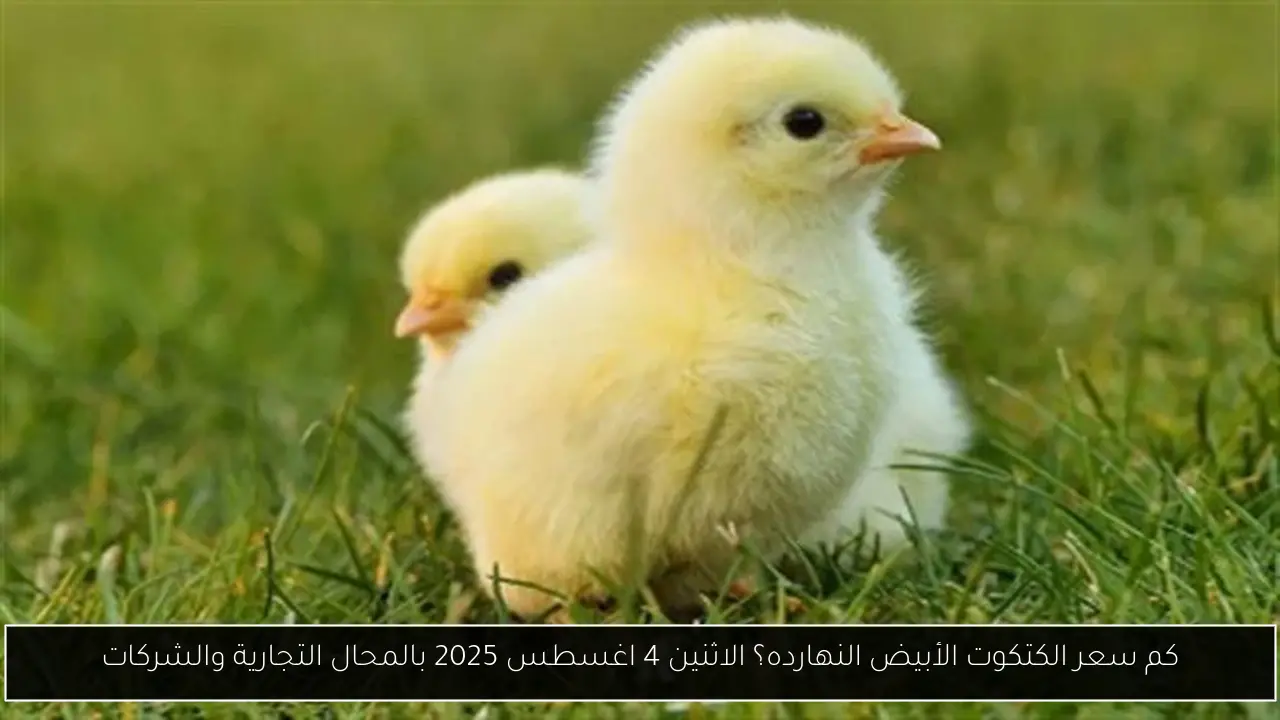 كم سعر الكتكوت الأبيض النهارده؟