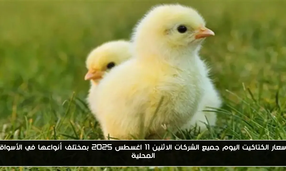 أسعار الكتاكيت اليوم جميع الشركات الاثنين 11 اغسطس 2025 بمختلف أنواعها في الأسواق المحلية
