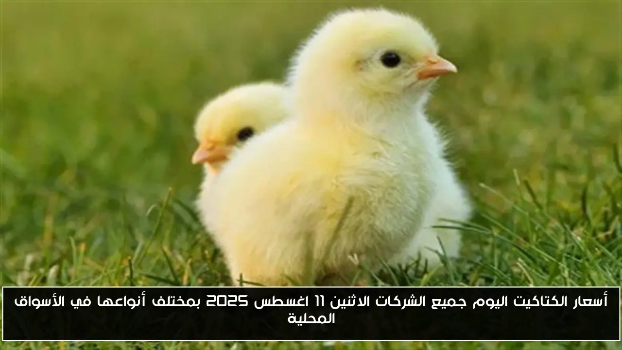 أسعار الكتاكيت اليوم جميع الشركات الاثنين 11 اغسطس 2025 بمختلف أنواعها في الأسواق المحلية
