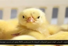 أسعار الكتكوت الأبيض اليوم جميع الشركات