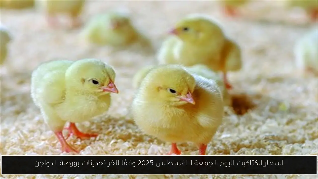 اسعار الكتاكيت اليوم