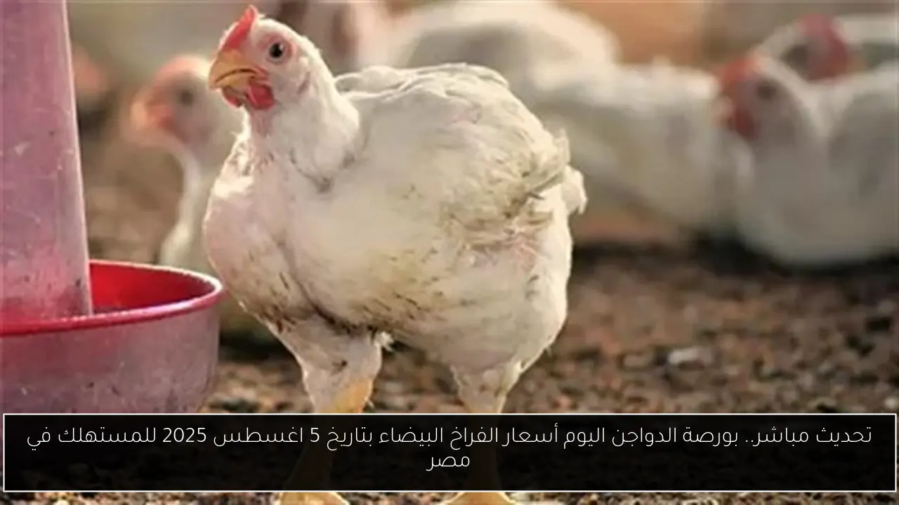 بورصة الدواجن اليوم أسعار الفراخ البيضاء