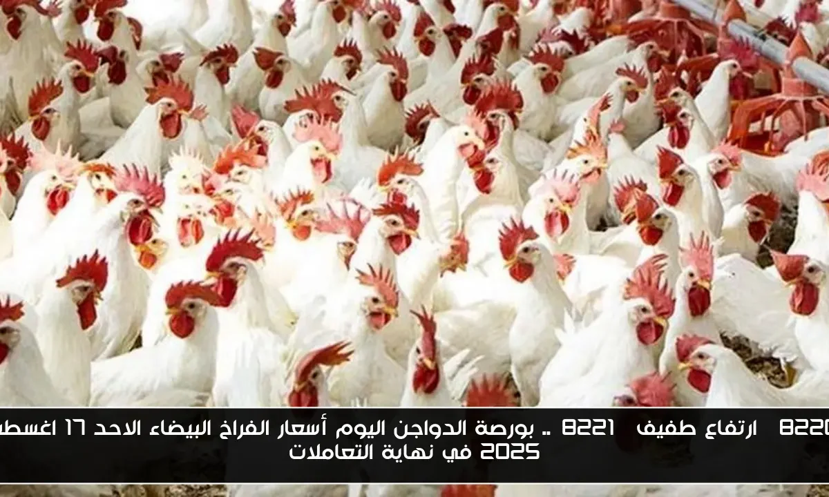 “ارتفاع طفيف”.. بورصة الدواجن اليوم أسعار الفراخ البيضاء الاحد 17 اغسطس 2025 في نهاية التعاملات