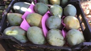 اسعار المانجو اليوم في سوق العبور