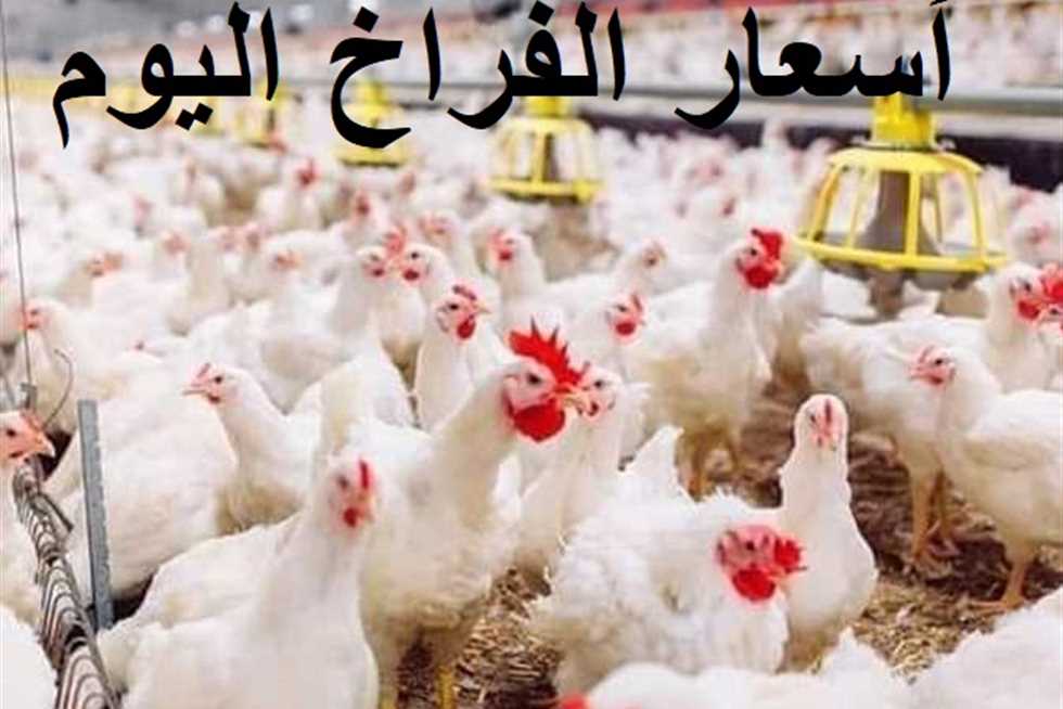 أسعار الفراخ البيضاء اليوم الآن
