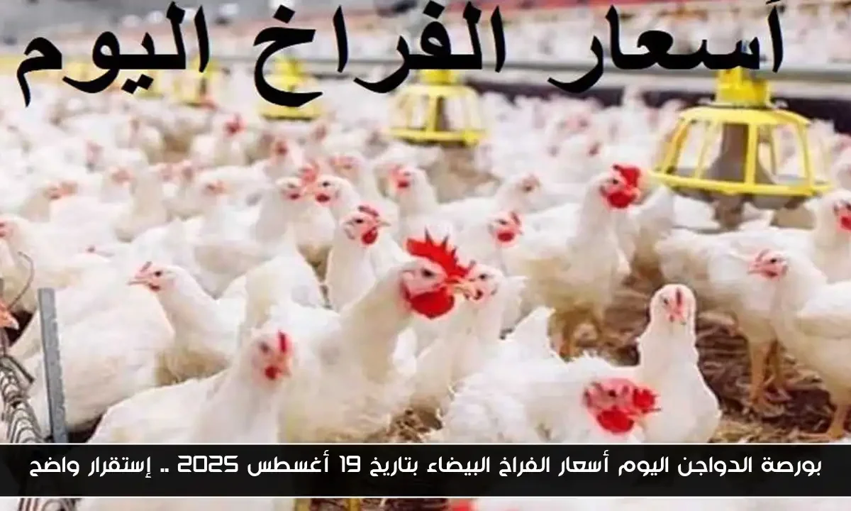 بورصة الدواجن اليوم أسعار الفراخ البيضاء بتاريخ 19 أغسطس 2025 .. إستقرار واضح