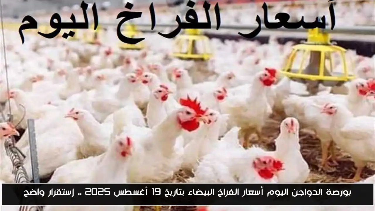 بورصة الدواجن اليوم أسعار الفراخ البيضاء بتاريخ 19 أغسطس 2025 .. إستقرار واضح