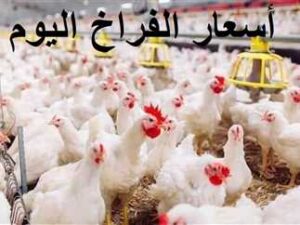 بورصة الدواجن اليوم أسعار الفراخ البيضاء