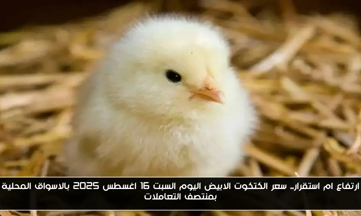 ارتفاع ام استقرار.. سعر الكتكوت الابيض اليوم السبت 16 اغسطس 2025 بالاسواق المحلية بمنتصف التعاملات