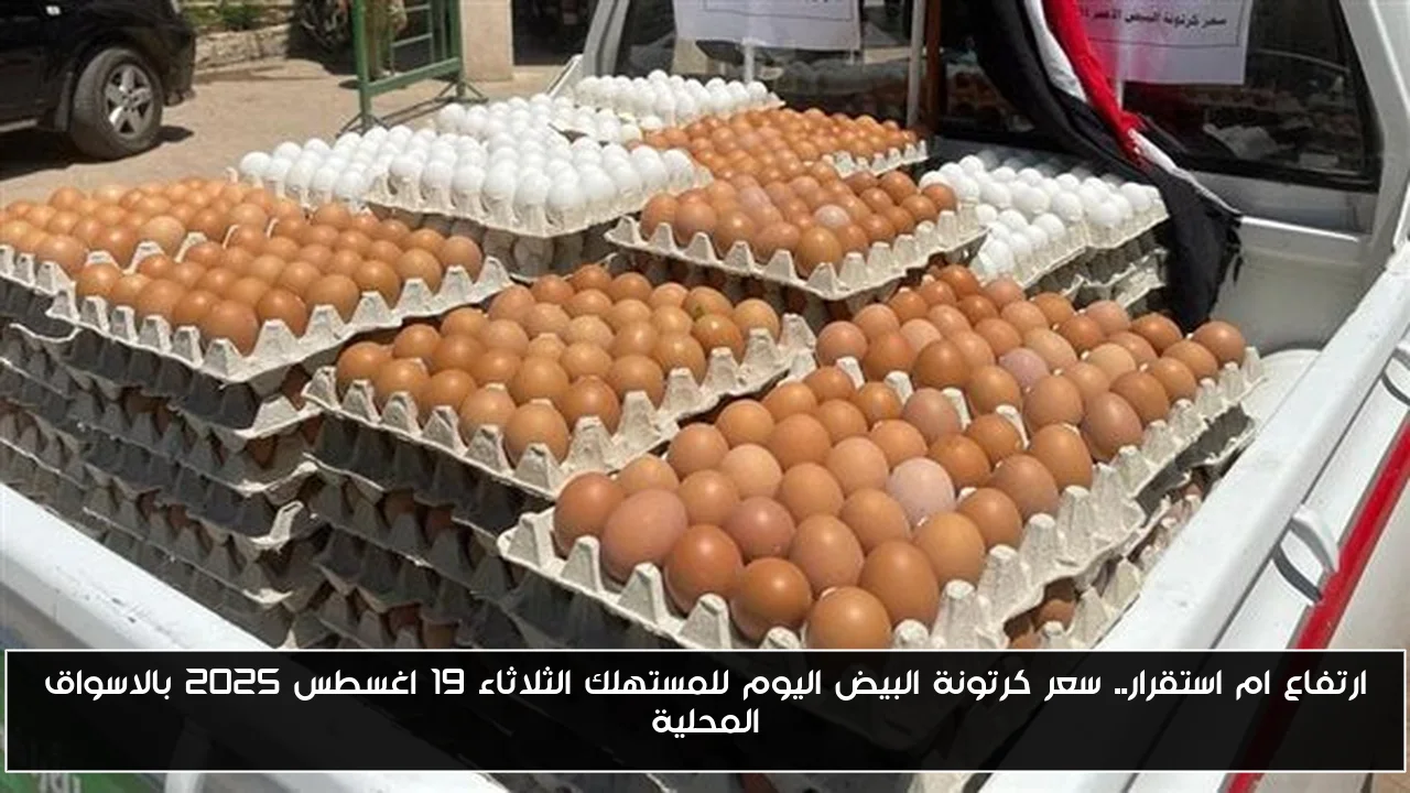 ارتفاع ام استقرار.. سعر كرتونة البيض اليوم للمستهلك الثلاثاء 19 اغسطس 2025 بالاسواق المحلية
