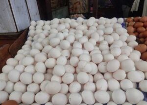 سعر كرتونة البيض