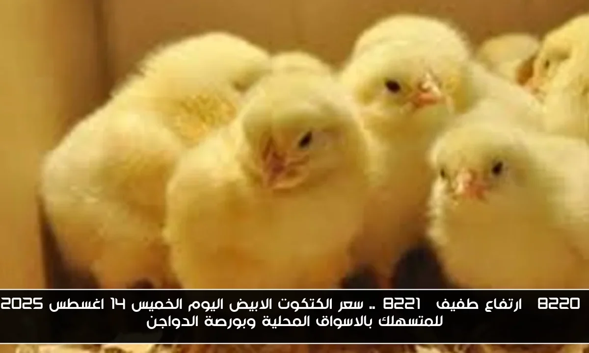 “ارتفاع طفيف”.. سعر الكتكوت الابيض اليوم الخميس 14 اغسطس 2025 للمتسهلك بالاسواق المحلية وبورصة الدواجن