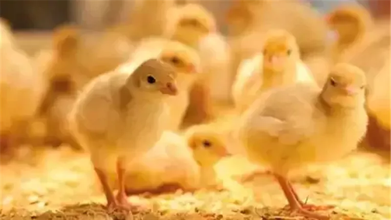 سعر الكتكوت الابيض اليوم