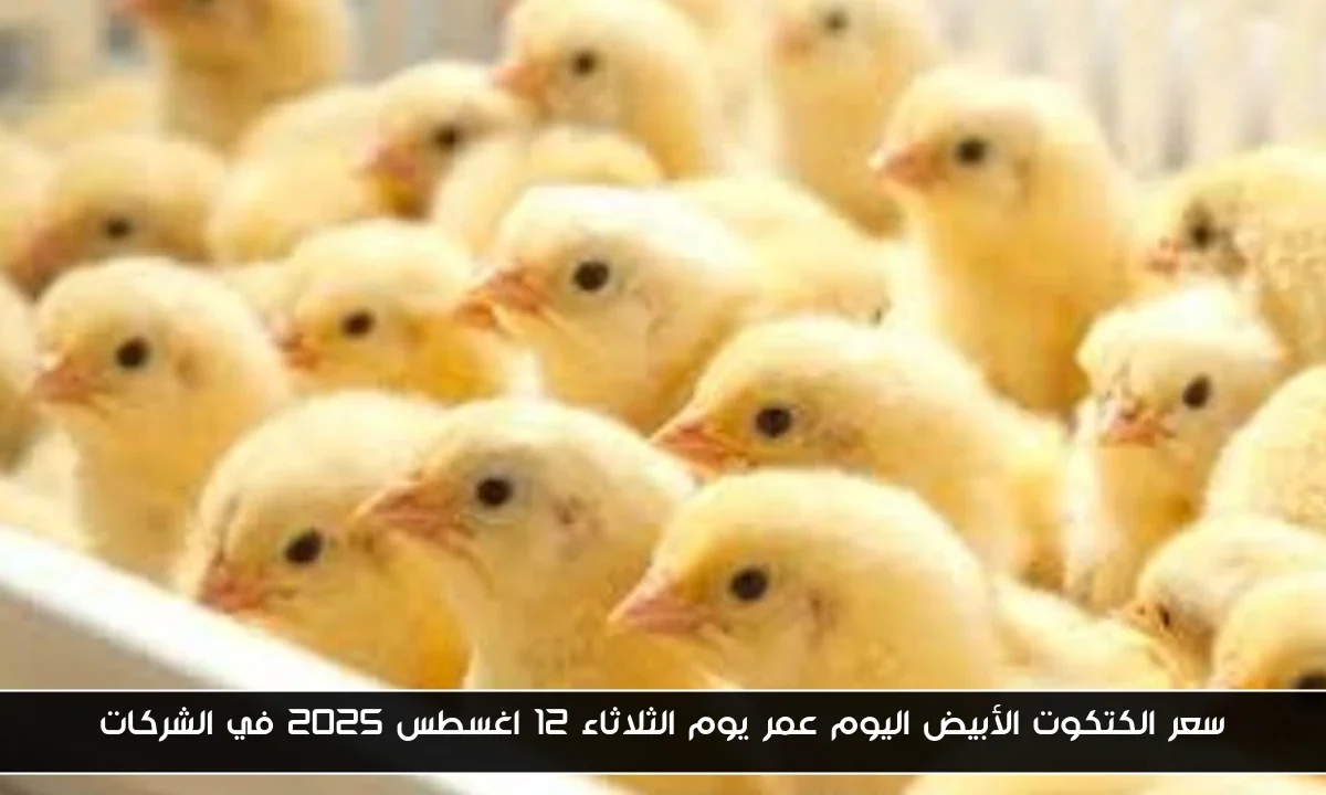 سعر الكتكوت الأبيض اليوم عمر يوم الثلاثاء 12 اغسطس 2025 في الشركات
