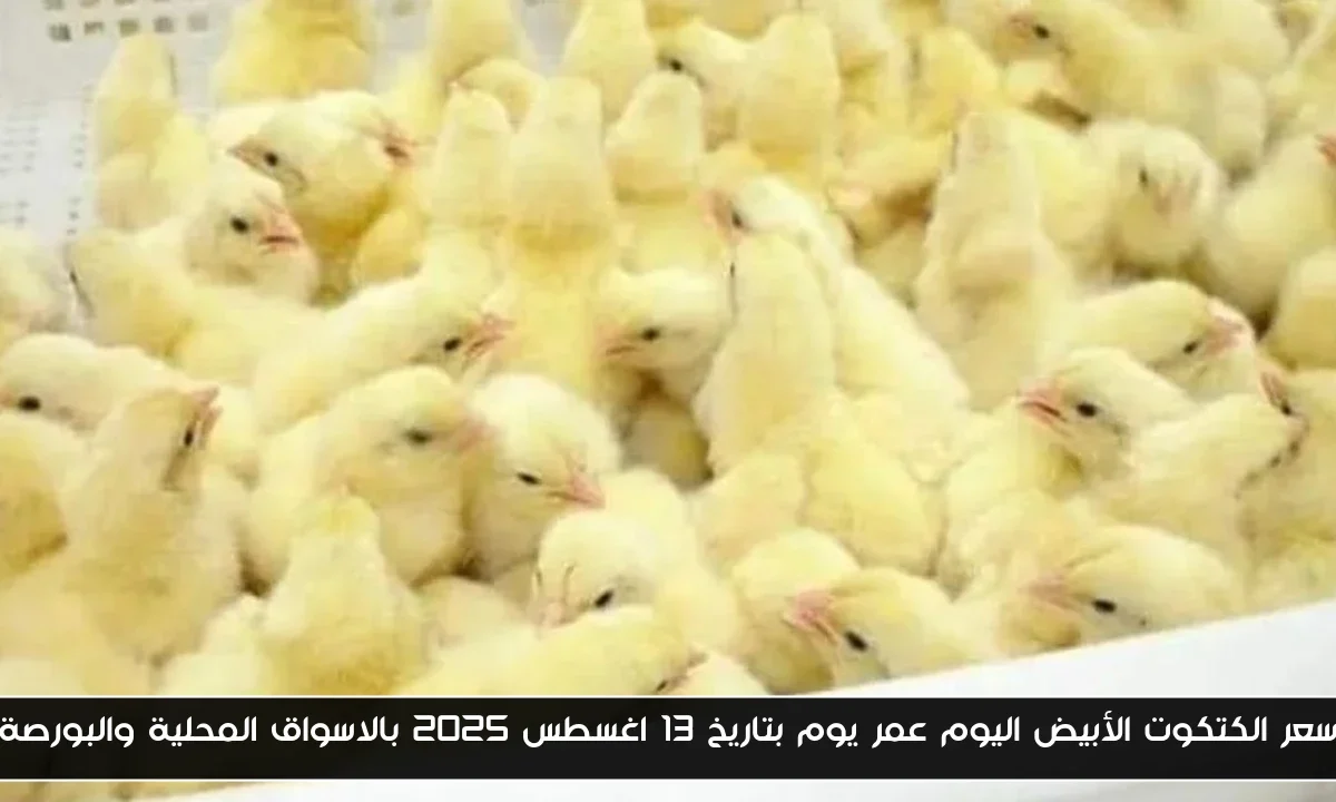 سعر الكتكوت الأبيض اليوم عمر يوم بتاريخ 13 اغسطس 2025 بالاسواق المحلية والبورصة
