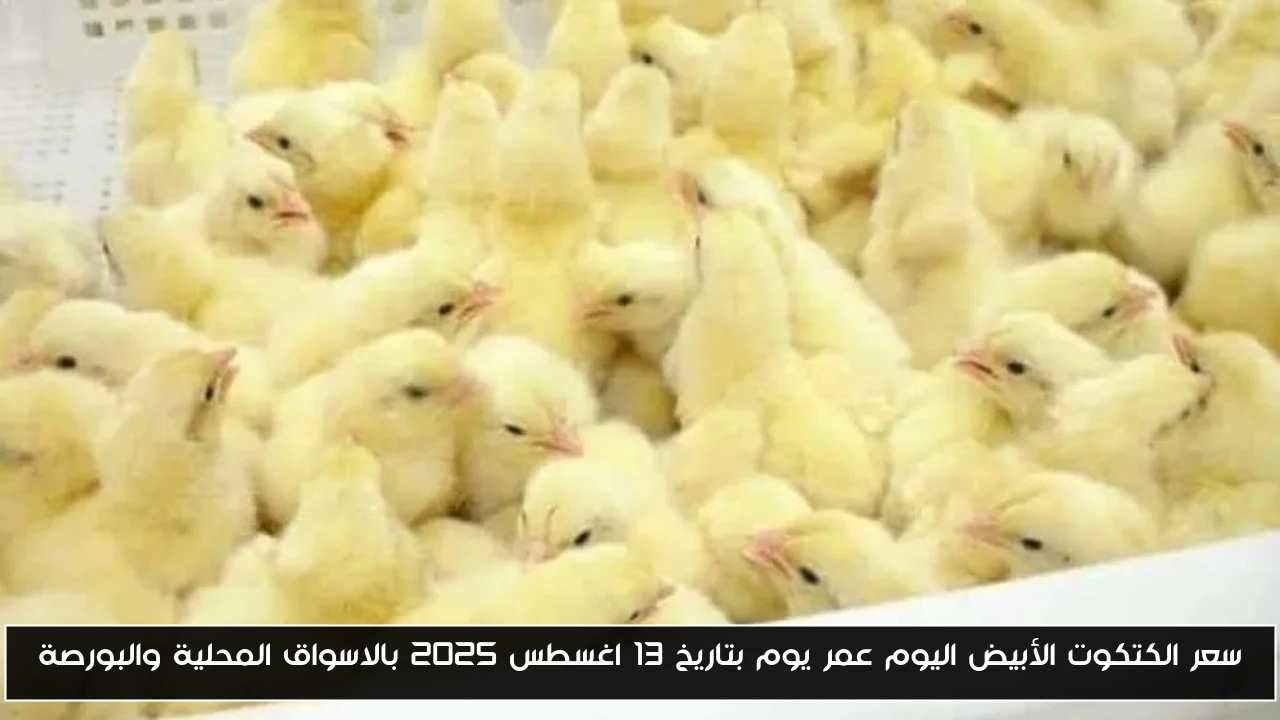 سعر الكتكوت الأبيض اليوم عمر يوم بتاريخ 13 اغسطس 2025 بالاسواق المحلية والبورصة
