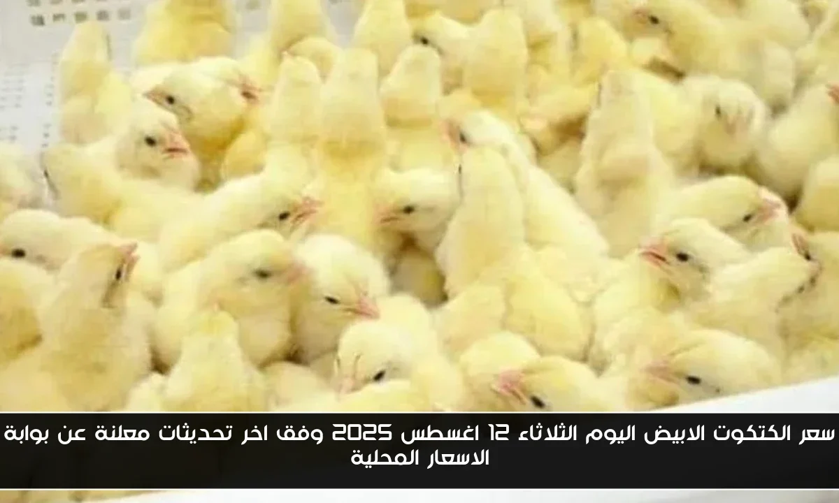 سعر الكتكوت الابيض اليوم الثلاثاء 12 اغسطس 2025 وفق اخر تحديثات معلنة عن بوابة الاسعار المحلية