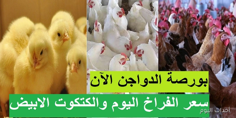 أسعار الفراخ البيضاء تواصل الارتفاع في بورصة الدواجن اليوم.. العوامل المؤثرة والتوقعات